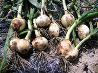 �̤ͤ��ͤä����� 