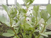 ����Ʀ�β֤��餭�ޤ����� 