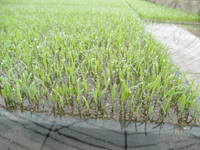 �ġ���Ĵ�Ǥ��� 