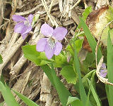 �Ĥηͤ˺餯���ߥ� 