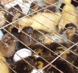 ���������Ե��� 