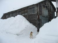 �㲼���������������󣲲��� 