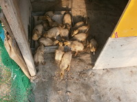 ���Ӥ��Ȥ�Ƥ��ޤ����� 