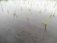 �Ŀ�����λ��ͭ�����ݤ���ΤϤ� 