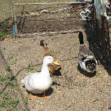 �ڥåȤȲ�������������ȥ��ҥ� 