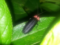 ���Τ�����Ǥ� 