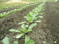 Ȫ�Υ������󡢿��ӤƤޤ��� 