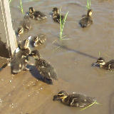 ���������ư 