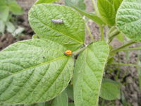 �ƥ�ȥ��ॷ������ȥ��ʥ����᤯�礭���ʤäƥ��֥�ॷ���༣���ơ� 