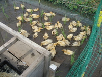 ���������ư�� 