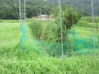 �ȥޥȤ��󤴤�� 