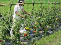 �ȥޥȤ��ޤ�ʤ��褦���䶯 