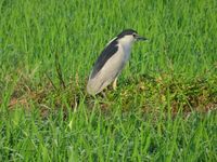 �Ĥ�ܤΥ��������Ǥ��� 