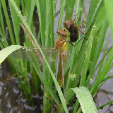 �ȥ�ܤα��� 