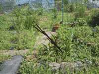 �椬�Ȥ��ָͤ˻ߤޤäƤ��ޤ��� 