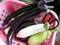 �ʥ��������� 