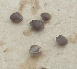 �Ĥ�ܤΥɥ֥����� 