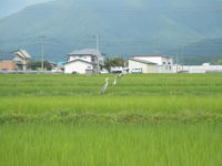 �Ĥ�ܤˤϥ��������äѤ� 