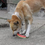 �������򿩤餦 