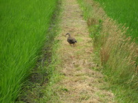 �Ĥ��ʤ������Υ��륬�⤬���� 