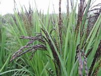 Ƭ����Ƥ��ޤ����� 