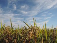 ���������𴢤� 