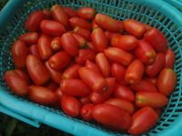 �ȥޥȤ���������ϡ� 