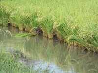 ��ǯ�⤤�������Х� 