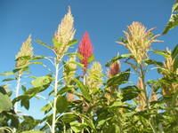 ���ޥ�󥵥��δ����ꡣ 