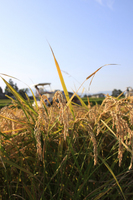 �ʤ����ͤ���ˤ���ϳ��� 