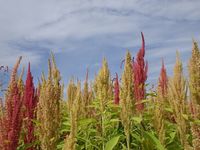 ���ޥ�󥵥��δ����� 