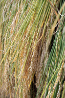 �Ϥ������� 