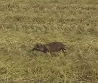 ���̥������롪 