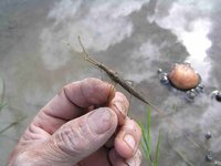 �ߤ����ޤ��ꡢ����϶̤ͤ��򿩤٤Ƥ��륿�˥� 