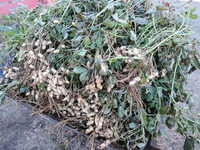 ��������Ϥ��ޤ����� 