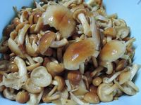 �ʥᥳ�Ǥ����� 