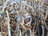 �ս�����Ʀ���֤Ȥ�� 