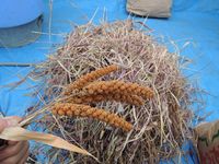 �������Ĵ����Ǥ��� 