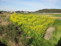 �դϤ�äѤ��ڼ�β� 