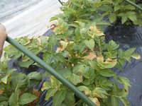 �դ���ü�ϸϤ�ơ� 