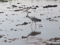 �����ϤΤ�Ӥꤪ���� 