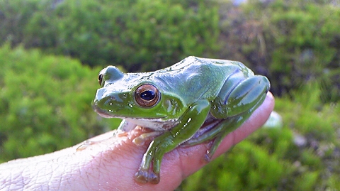 ����θ����Ǹ��Ĥ�����ꥢ�������롣�礭���Ǥ��� 