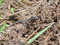 �Ĥ�ܤΥ�������� 