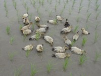 ���Ӥ��Ȥ�Ƥ��ޤ����� 