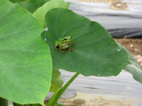 Τ�򤬽�Ĵ�˰�äƤ��ޤ��� 