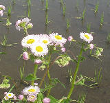 �Ĥηͤ˺餯�ϥ른���� 