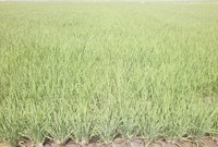 �Ŀ�����2����Ф��ޤ����� 