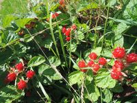 �Ĥ�ܤ��ʤ� 