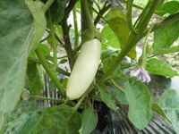 Ȫ����ʥ����ɤ�ɤ��礭���ʤäƤ����ޤ��� 