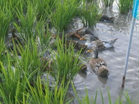 �ޤ�ʤ����ñۤ��Ǥ��� 